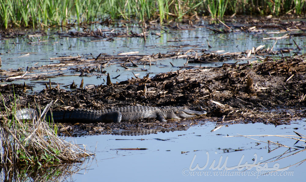 Large basking American Alligator Picture