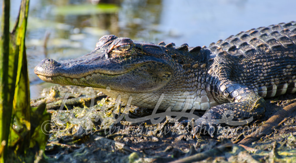 Alligator teeth Closeup, Savannah National Wildlife Refuge Picture