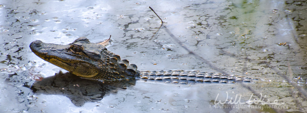 American Alligator picture