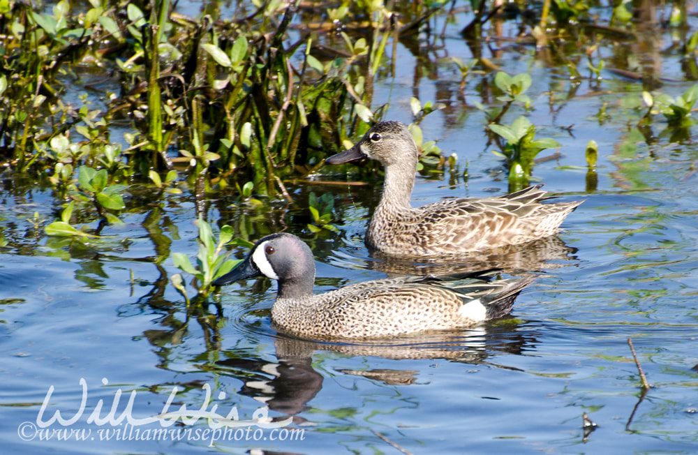 Blue Winged Teal picture