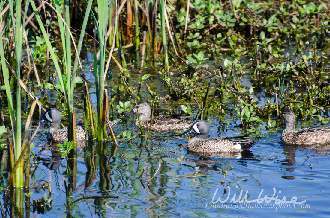 Blue-winged Teal ducks, Savannah National Wildlife Refuge Picture