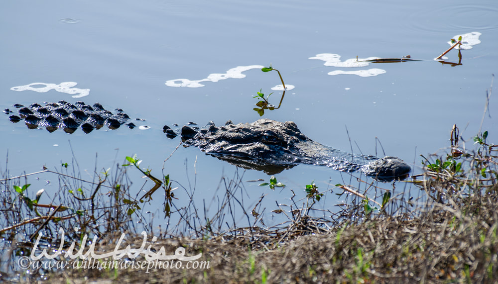 American Alligator in Swamp water Picture