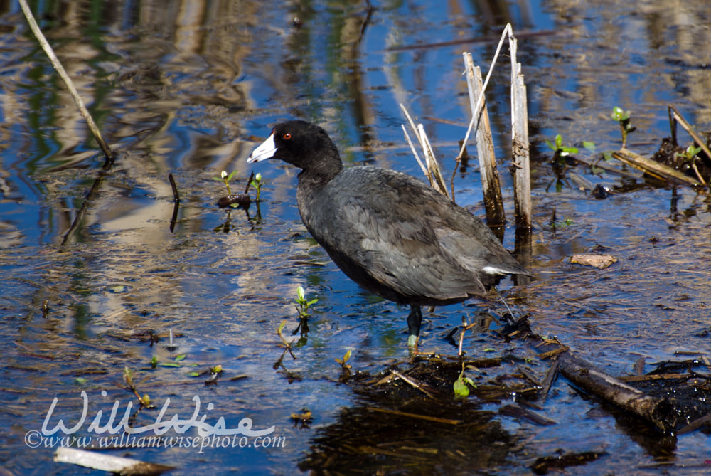 American Coot, Savannah National Wildlife Refuge Picture