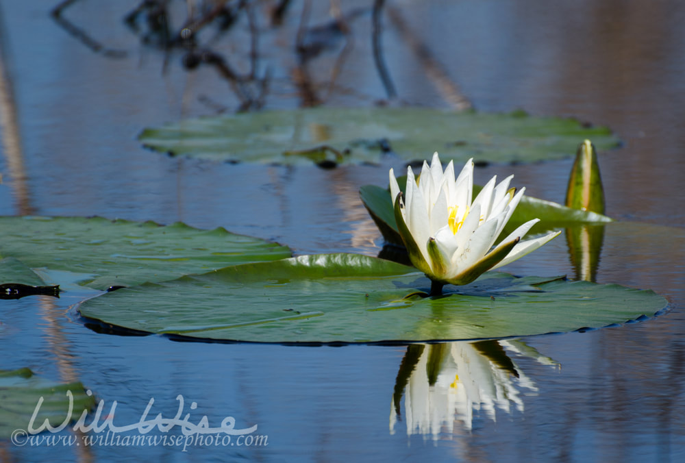 Water Lily Pad Flower, Savannah National Wildlife Refuge Picture