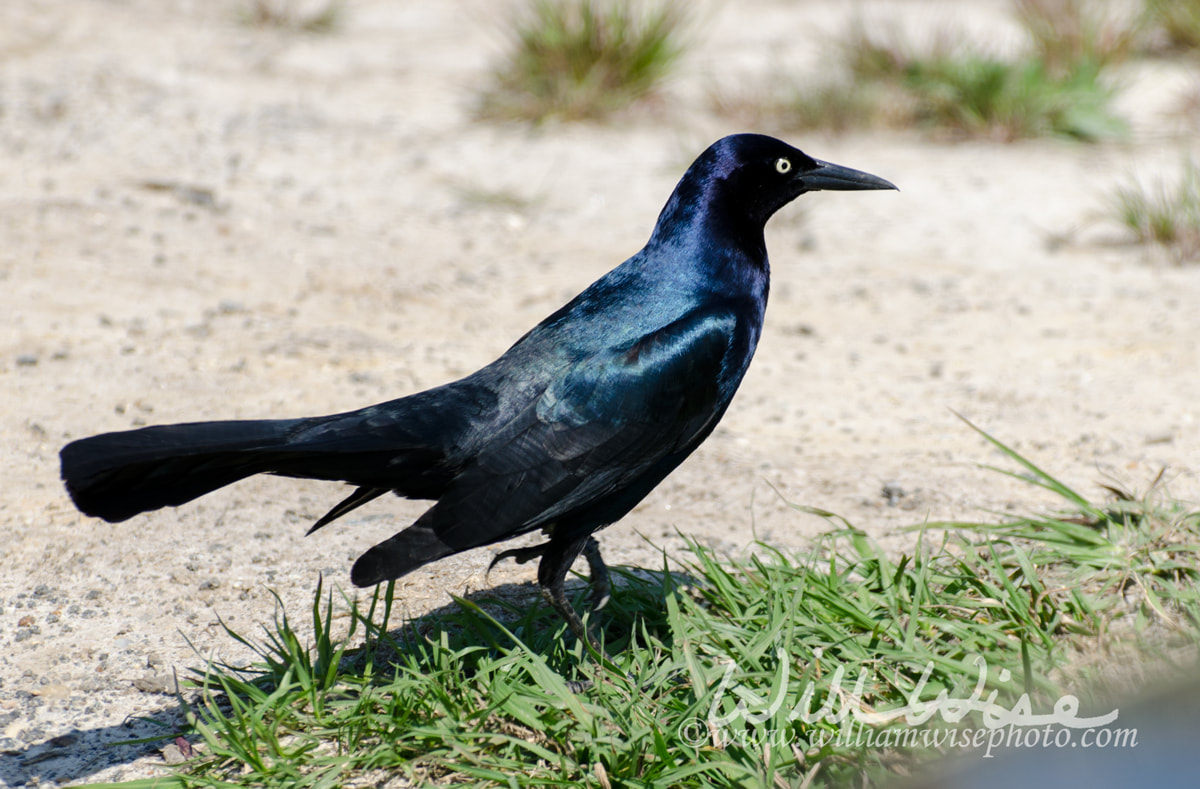 Grackle picture