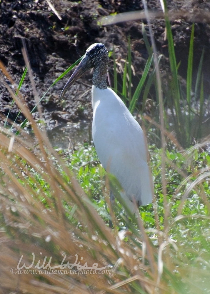 Wood Stork picture