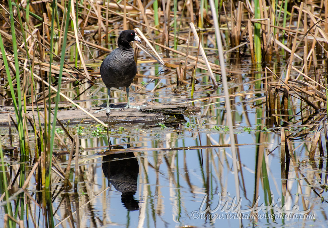 American Coot in Swamp Picture