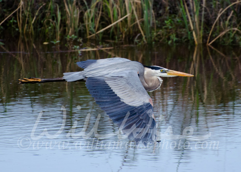 Great Blue Heron Flying, Savannah National Wildlife Refuge Picture