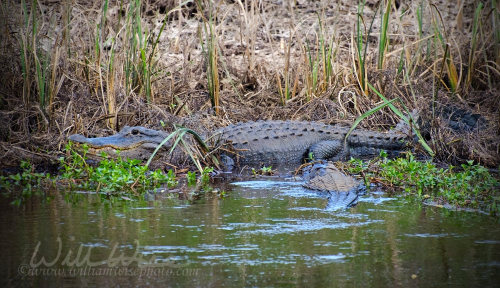 Bull Alligator in Savannah National Wildlife Refuge Picture