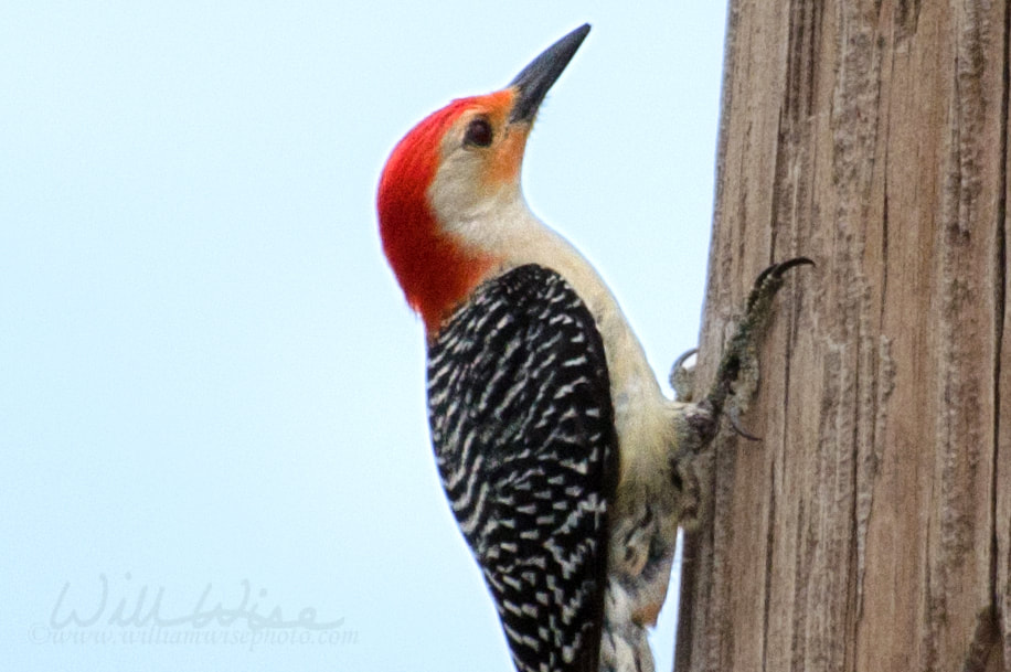 Red Bellied Woodpecker Picture