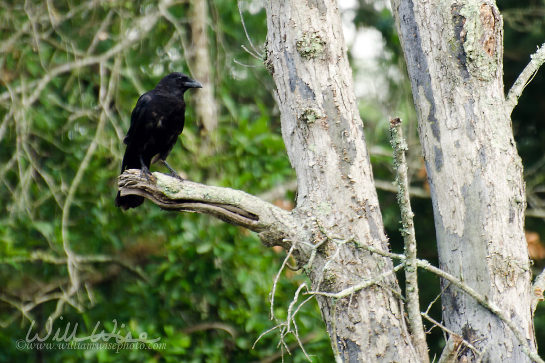 American Crow Picture