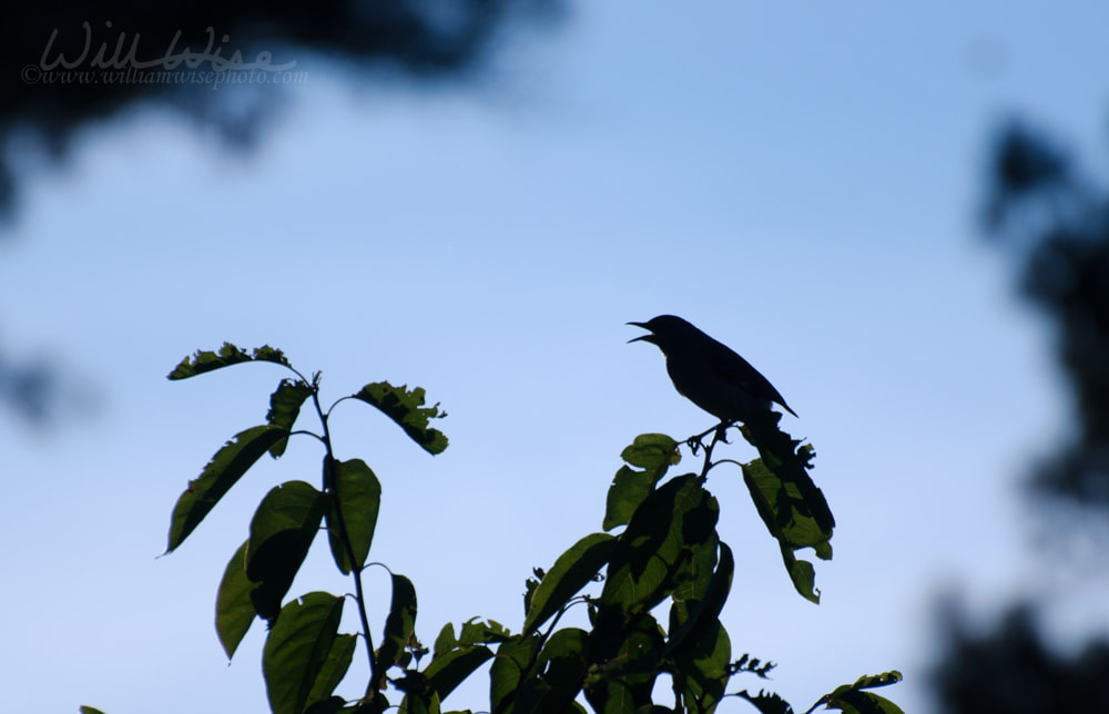 Mockingbird silhouette Picture