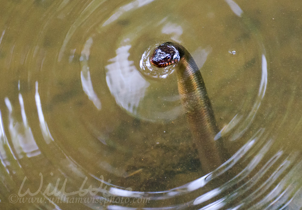 Red Bellied Water Snake, Sandy Creek Nature Center Picture