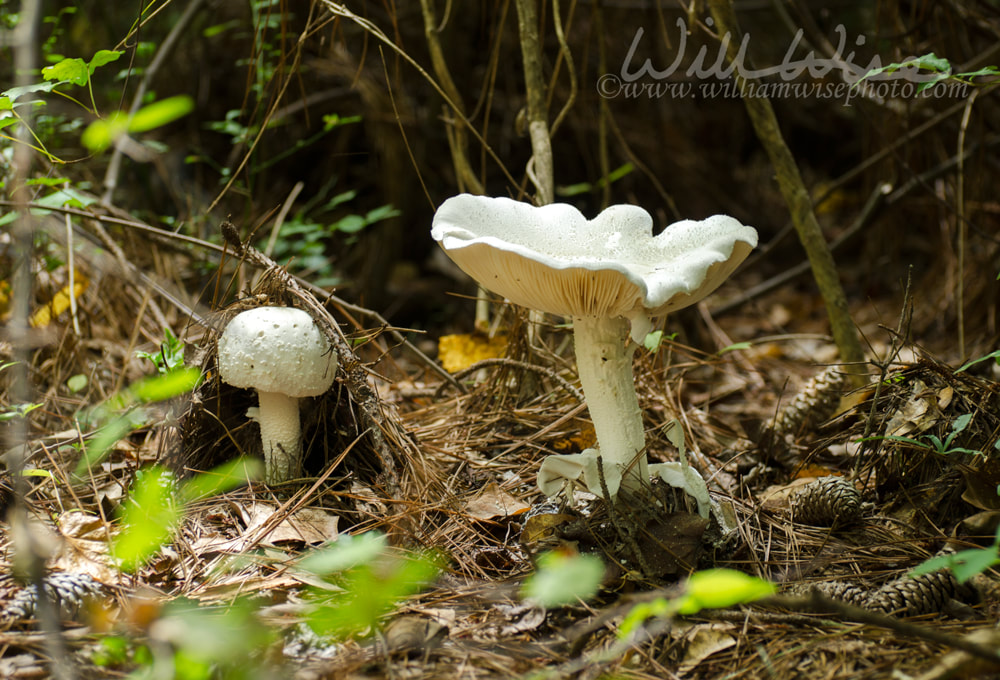 Gilled Mushroom, Sandy Creek Nature Center Picture