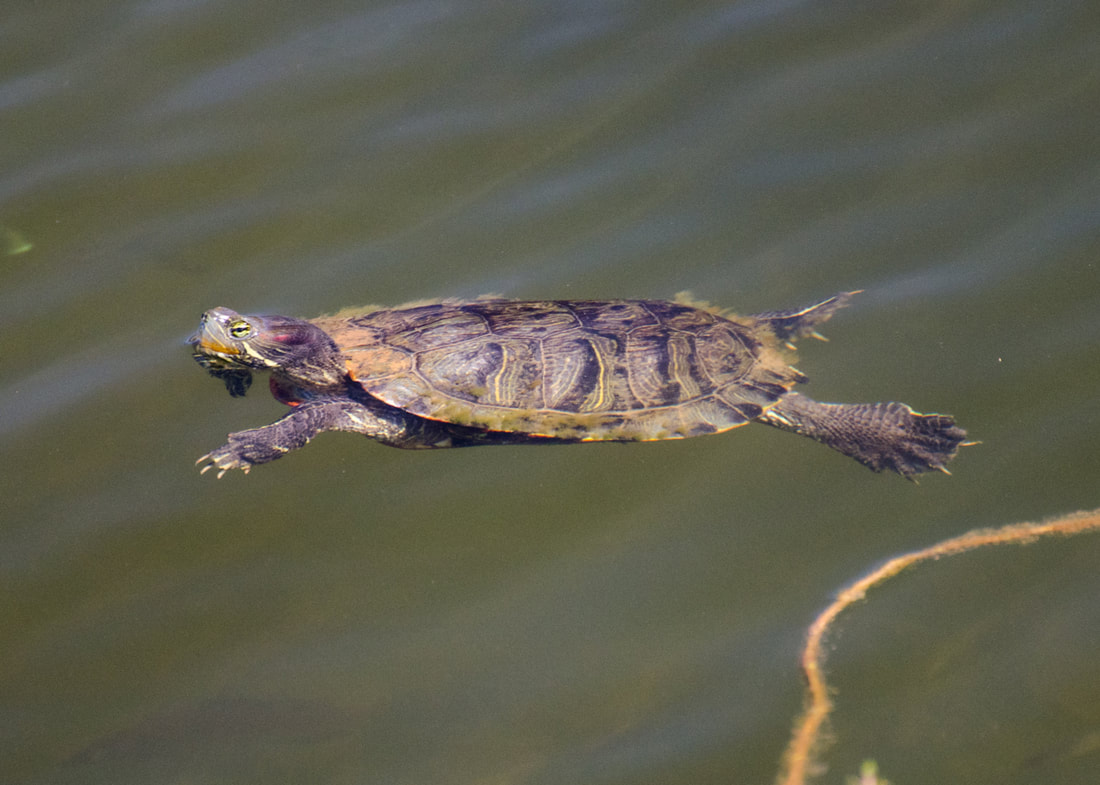 Red Eared Slider Turtle Picture