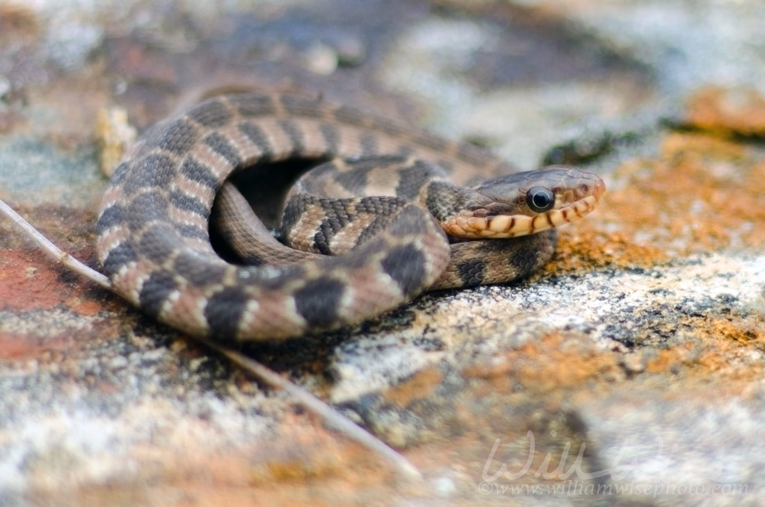 Baby Watersnake Picture