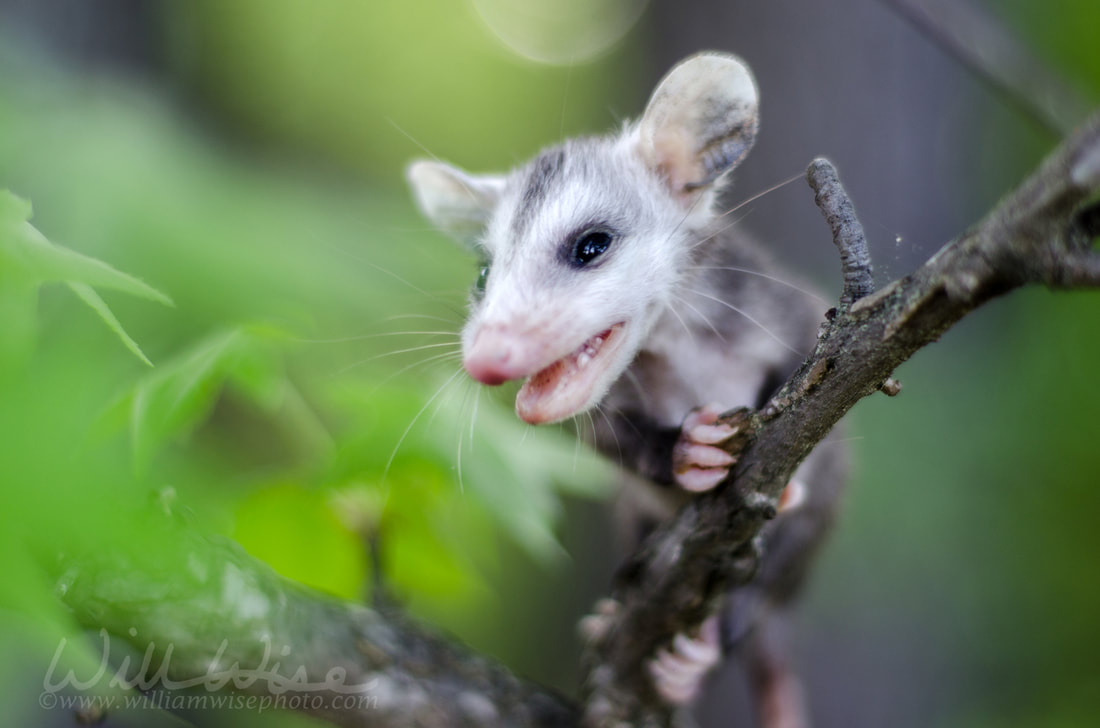Baby Virginia Opossum Walton County GeorgiaPicture