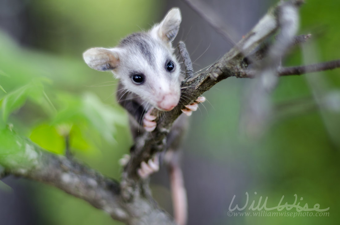 Baby Virginia Opossum Walton County GeorgiaPicture