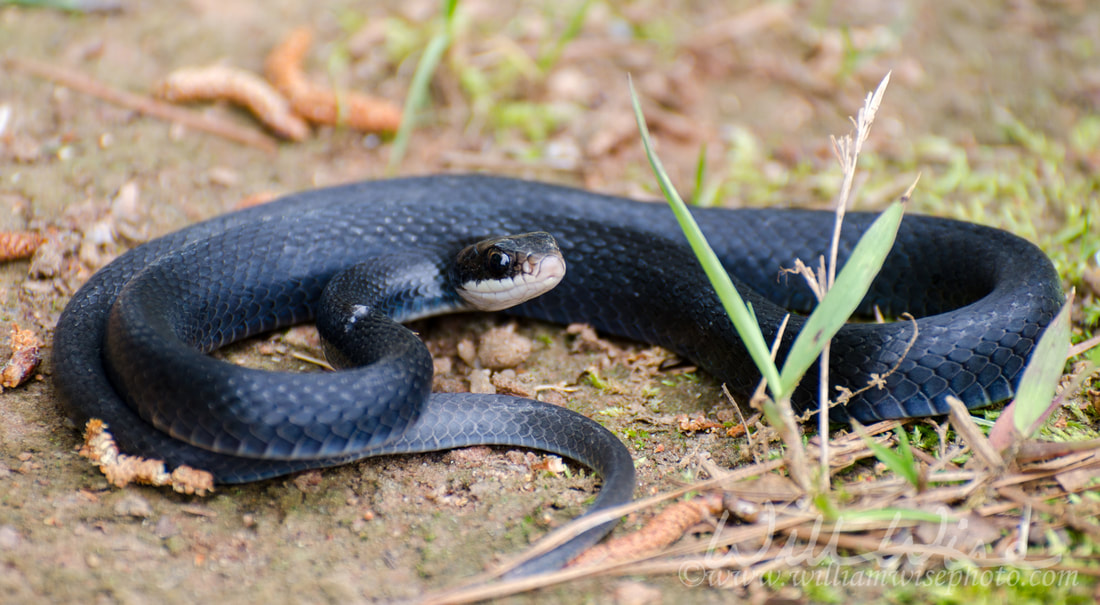 Black Racer Snake Coiled Picture