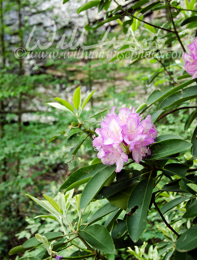 Rhododendron in Cloudland Canyon Georgia State Park Picture