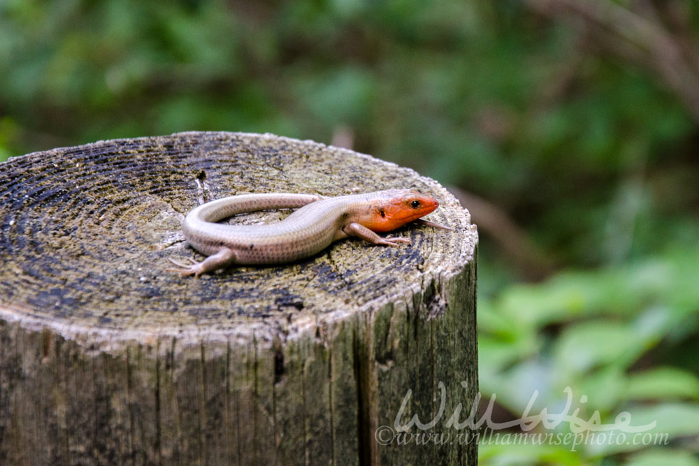 Broad headed skink Picture