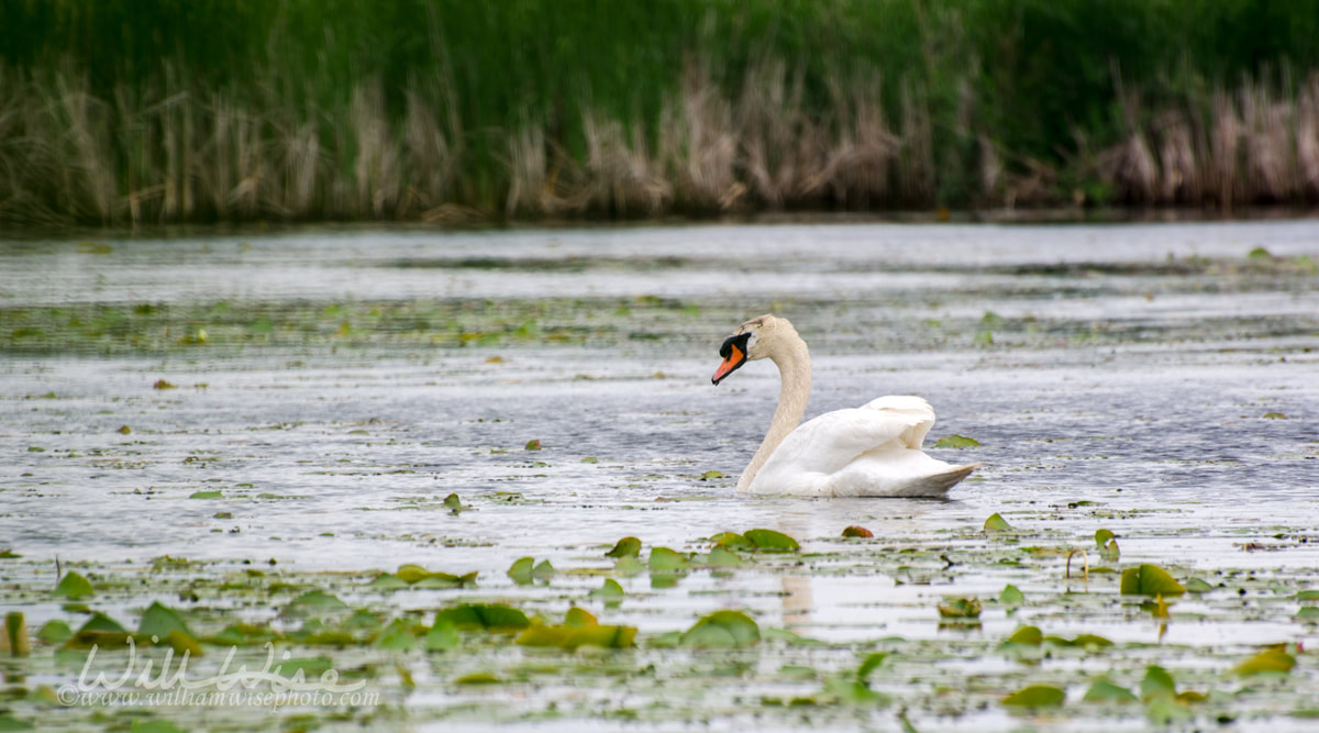 Mute Swan at Exner Nature Preserve in Illinois 