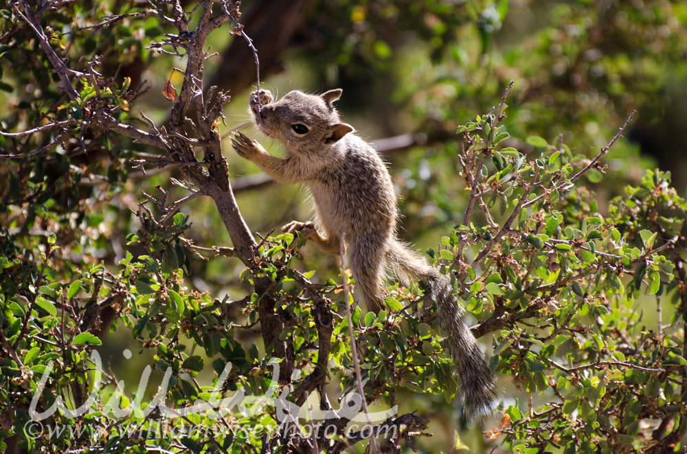 Grand Canyon Squirrel Picture