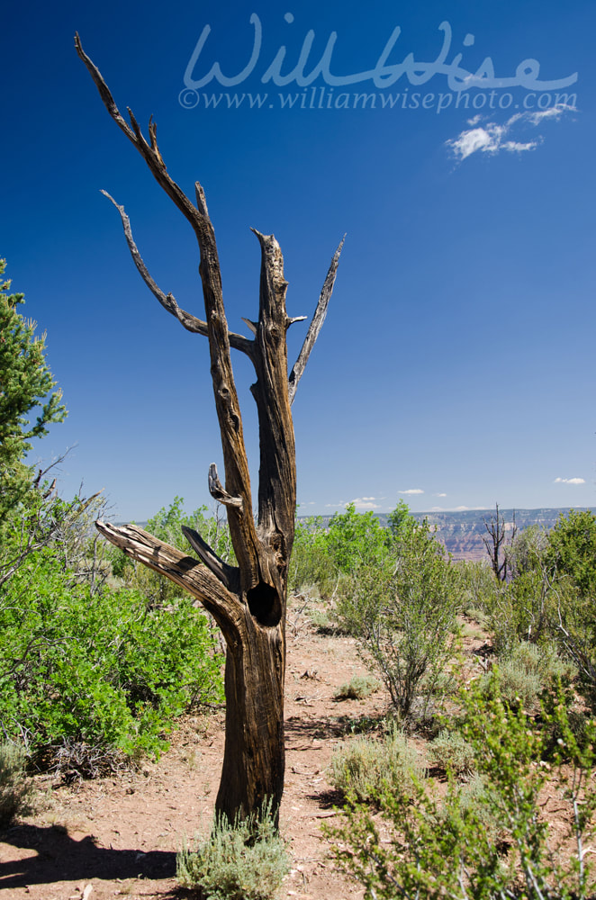 Snag Pipe Creek Vista Grand Canyon Picture