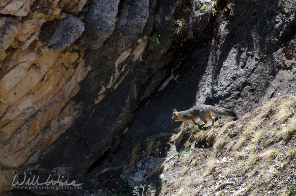 Grand Canyon Grey Fox picture