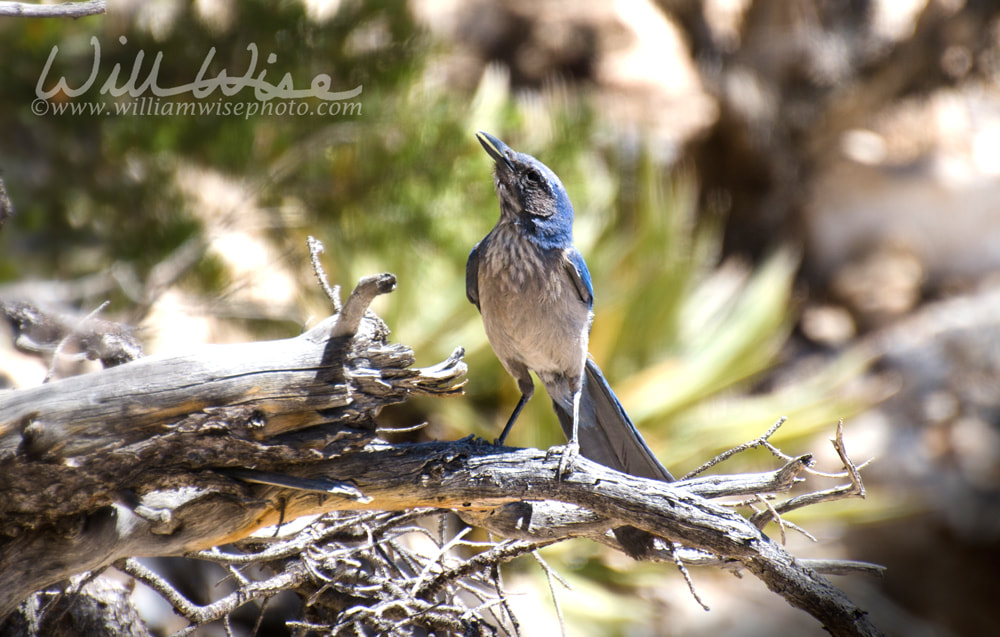 Western Scrub Jay, Grand Canyon Picture