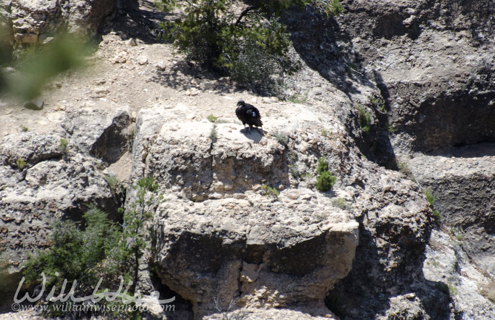California Condor picture