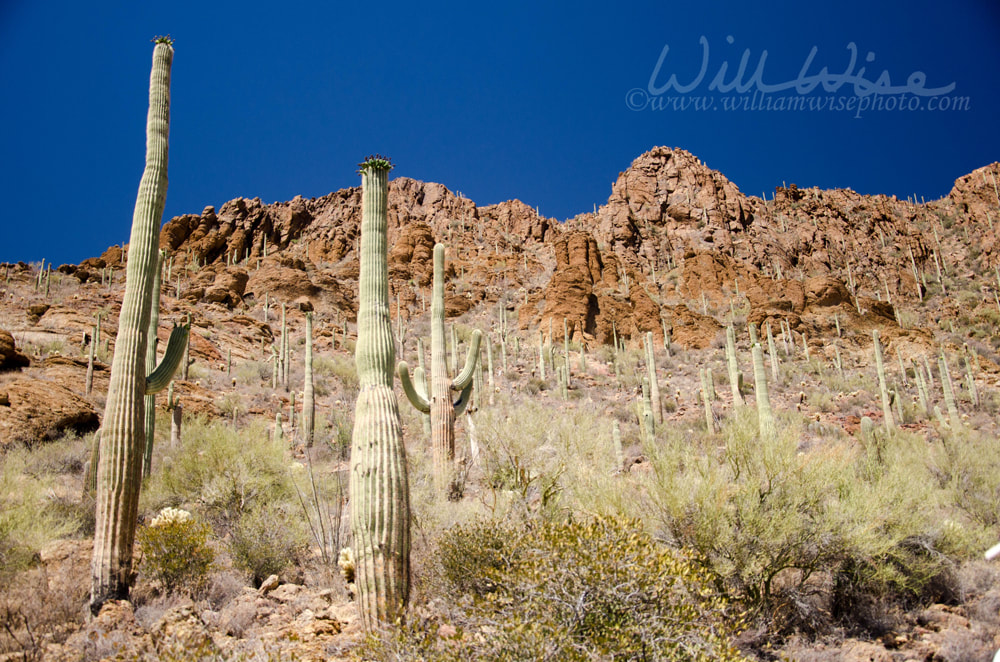 Saguaro Cactus Gates Pass Picture