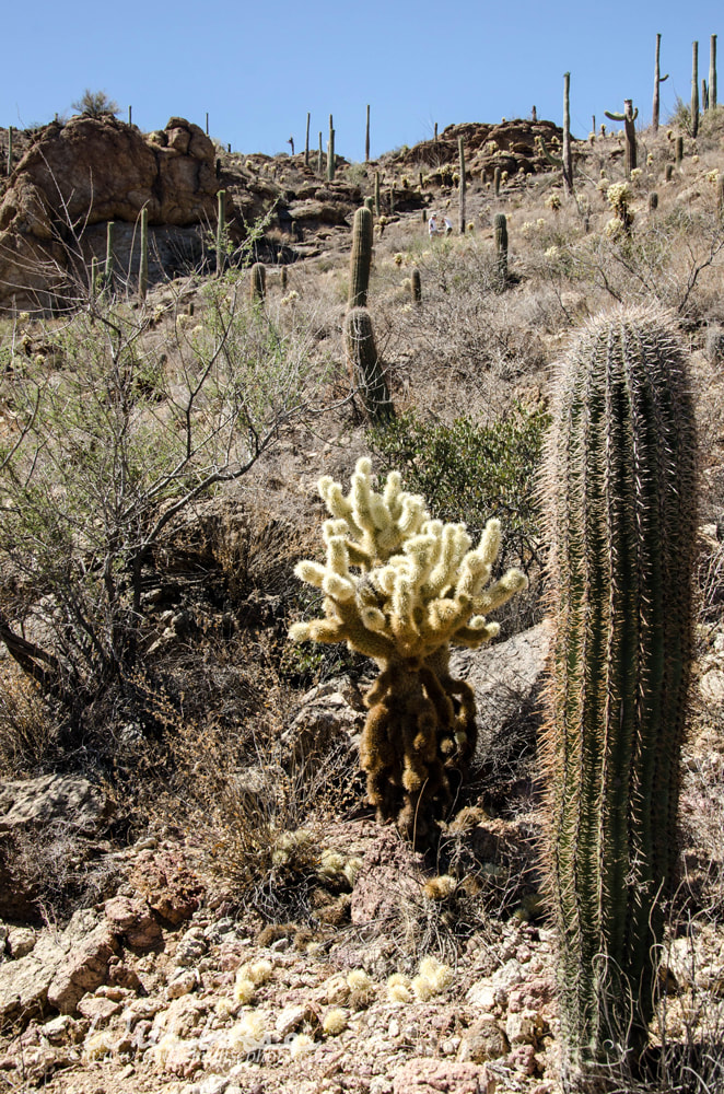 Gates Pass Trail Tucson Arizona Barrel Cactus Picture