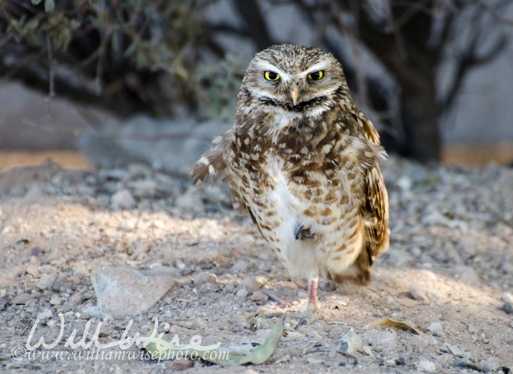 Burrowing Owl, Tucson Arizona Picture
