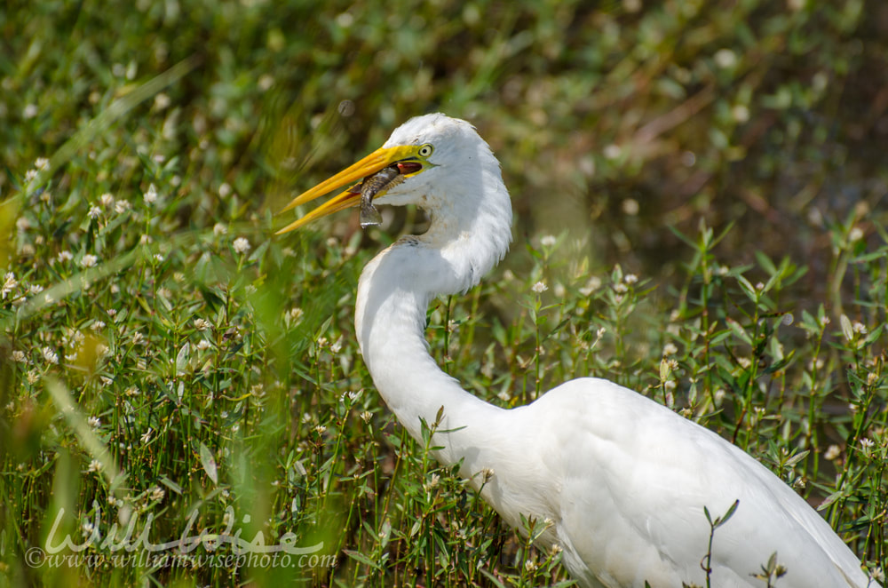 Great Egret swallowing fish, Walton County Georgia Picture