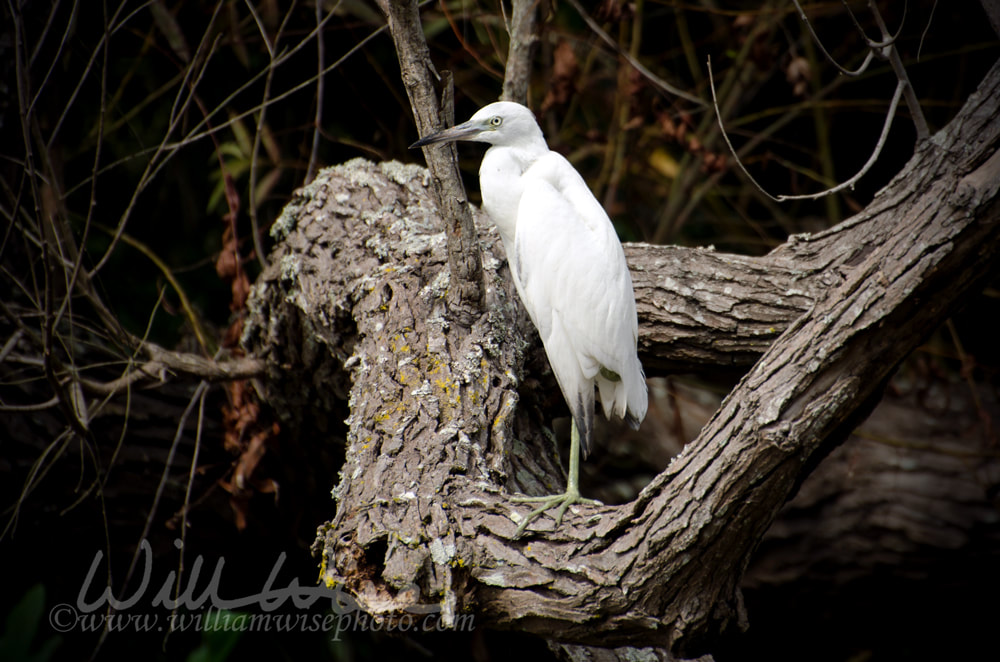 Immature Little Blue Heron in blackwater swamp Picture