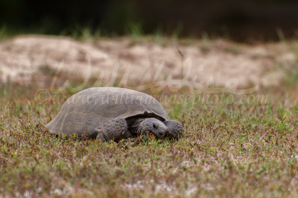 Gopher Tortoise foraging at Reed Bingham State Park Georgia Picture