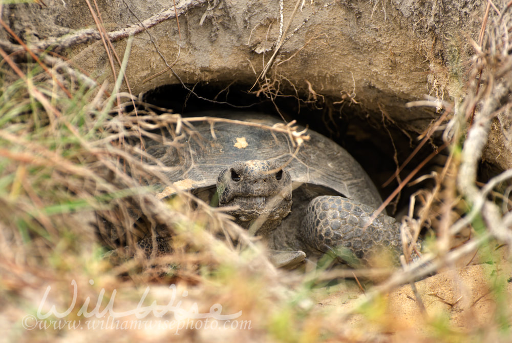 Gopher Tortoise in Burrow at Reed Bingham State Park Georgia Picture