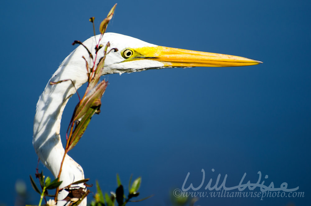 Close up of Great Egret beak and green lores Picture