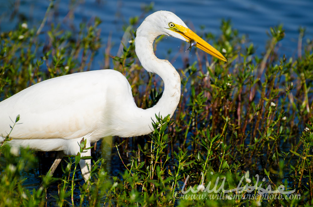 Great Egret catches minnow Picture