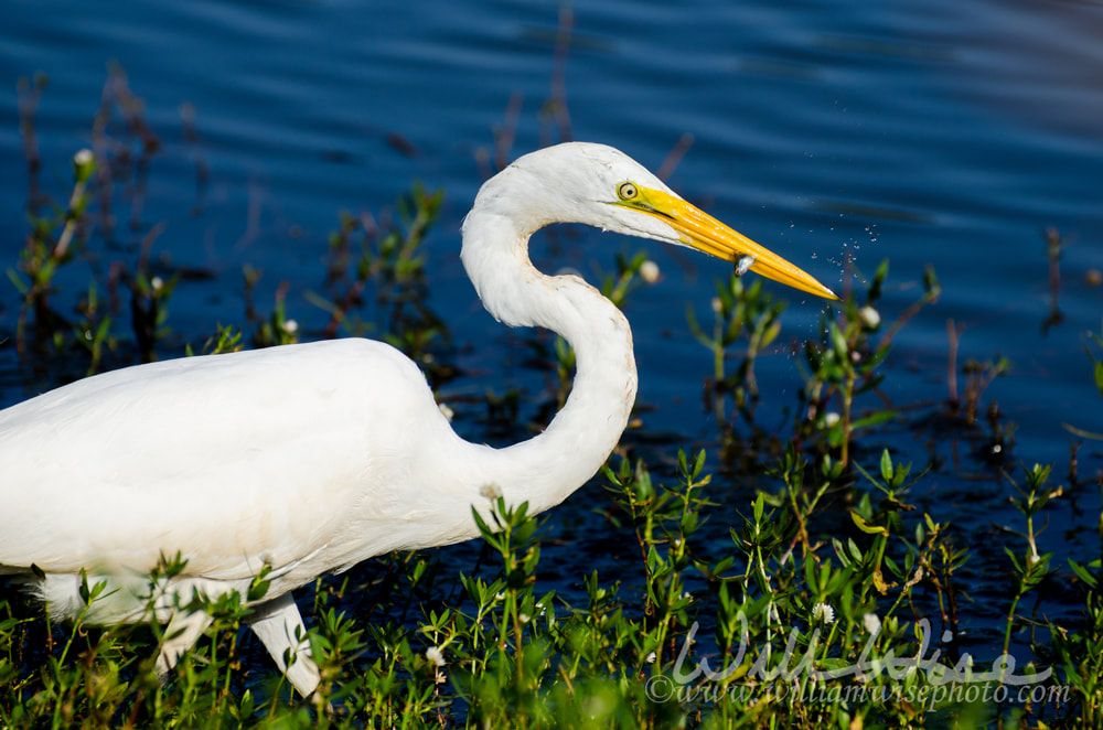 Great Egret Fishing Picture