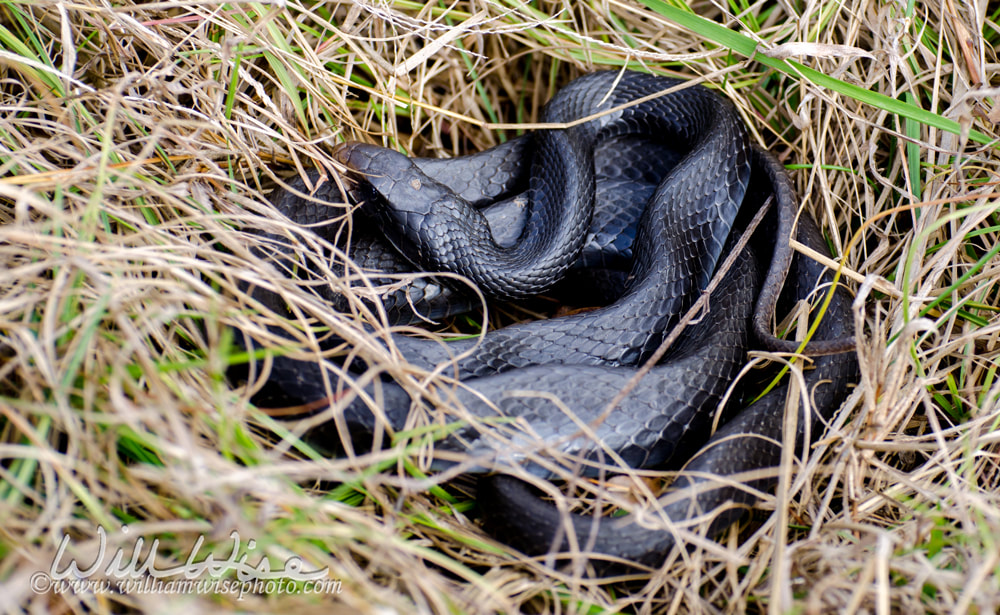 Coiled Black Racer Snake, Dyar Pasture Wildlife Preserve Georgia Picture