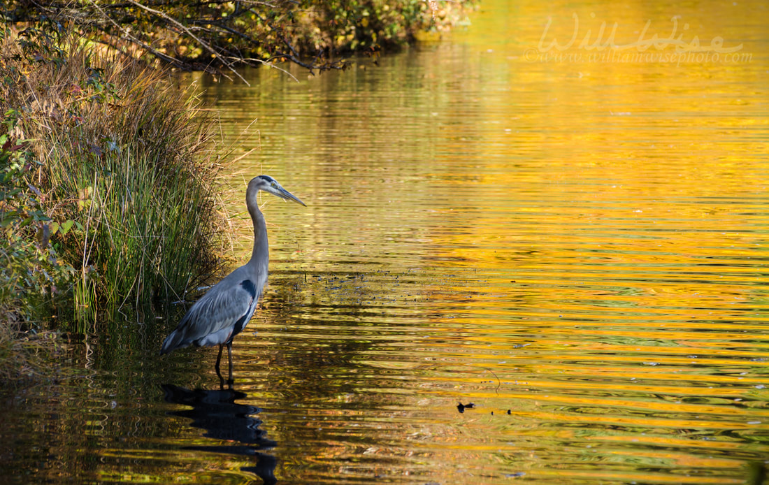 Great Blue Heron on Golden Lake, Sandy Creek Park Athens GA Picture