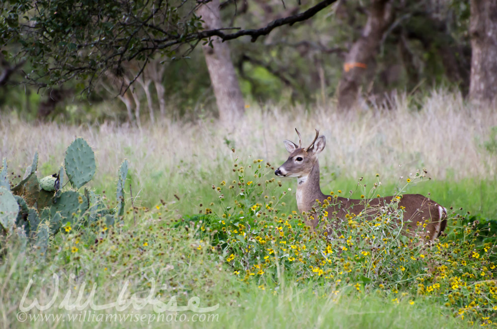 White-tailed Deer Buck Picture