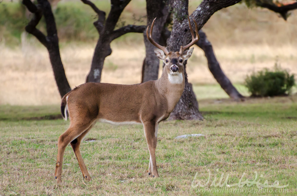 White-tailed Deer Buck in Hill Country of Driftwood TexasPicture