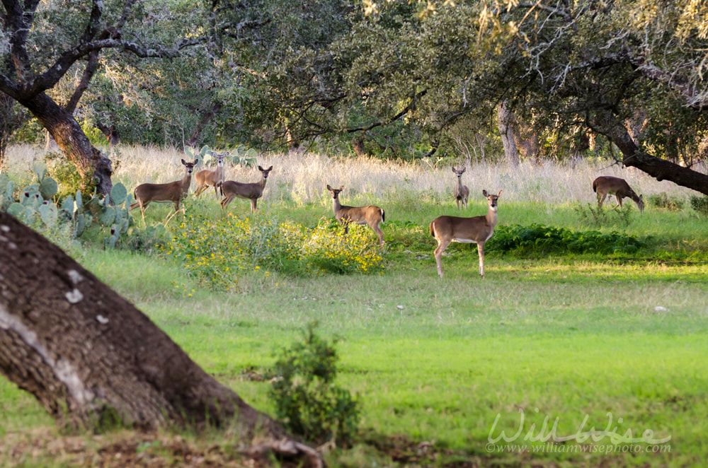 White-tailed Deer Herd Picture