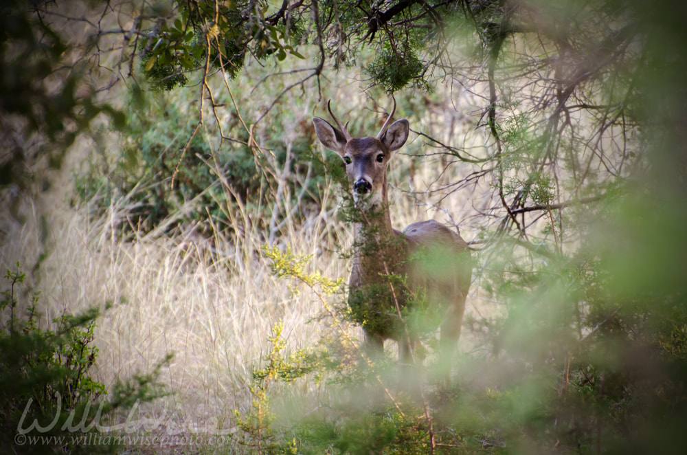 White-tailed Deer Spike Buck Picture