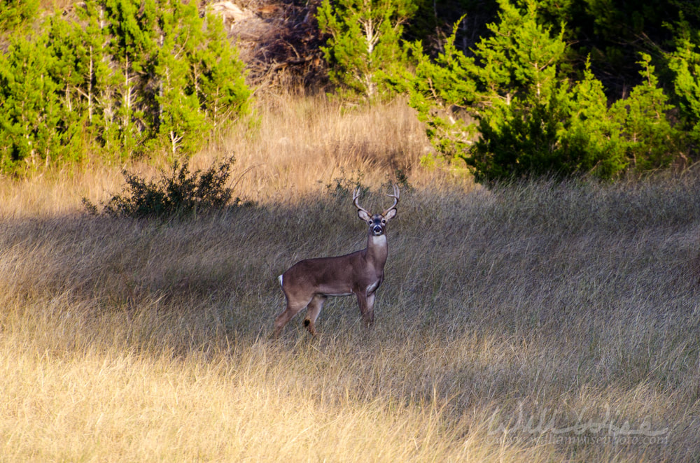 White-tailed Deer Buck in Hill Country Picture