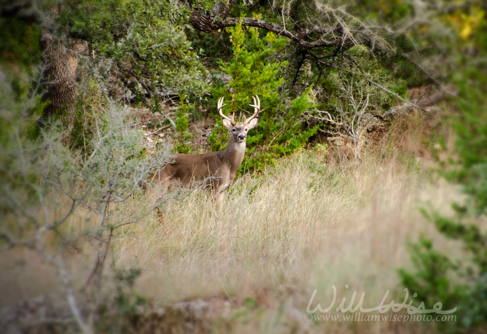Whitetail Deer Buck in scrub oaks Picture