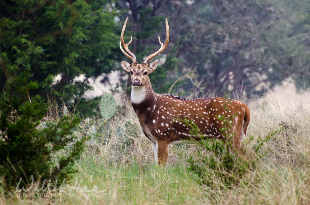 Axis Deer Chital Buck Picture